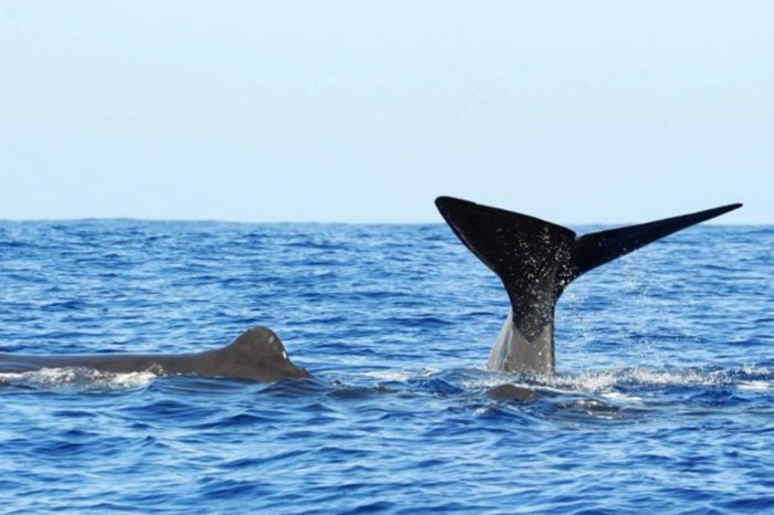 Galle mirissa( Whale watching)